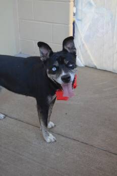 Bella -  Husky Dog for Adoption in Mckinney, Texas - Bella | PetCurious
