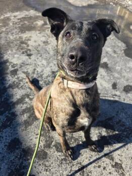 German Shepherd Dog and Mixed Breed Dogs Available for Adoption - Lola | PetCurious