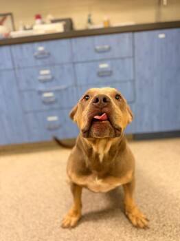 Mike -  American Bulldog and Mixed Breed Dog for Adoption in Disputanta, Virginia - Mike | PetCurious