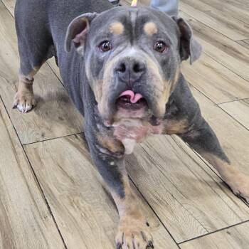 Pit Bull Terrier Dogs Available for Adoption in Newark, New Jersey - Eddie | PetCurious