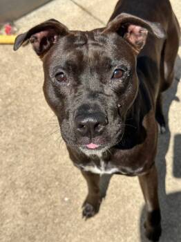 Whirlybird -  Pit Bull Terrier Dog for Adoption in Chicago, Illinois - Whirlybird | PetCurious