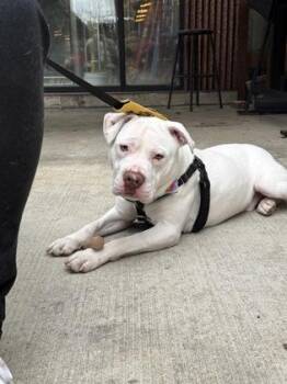 Dexter -  Mixed Breed Dog for Adoption in West Chester, Pennsylvania - Dexter | PetCurious