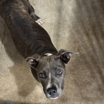 Pit Bull Terrier Dogs Available for Adoption in Birmingham, Alabama - Vassar | PetCurious
