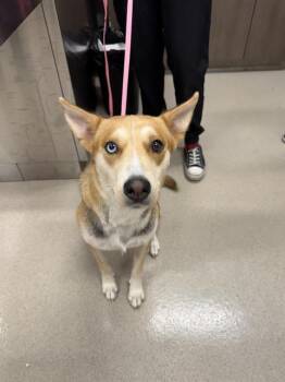 FORTUNA -  German Shepherd Dog Dog for Adoption in Baytown, Texas - FORTUNA | PetCurious