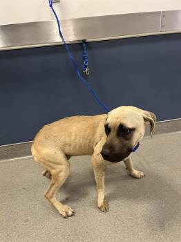 Black Mouth Cur Dogs Available for Adoption - POCAHONTAS | PetCurious
