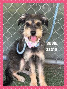 SUSIE -  Terrier and Mixed Breed Dog for Adoption in Marietta, Georgia - SUSIE | PetCurious