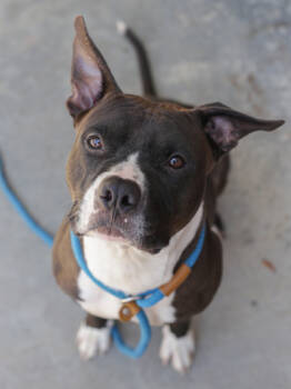 Rescue Mixed Breed Dogs for Adoption in Chamblee, Georgia - Ko | PetCurious