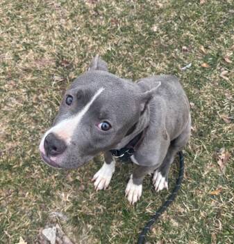 Terrier Dogs Available for Adoption - Stormy | PetCurious