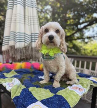 Mochi and Beans -  Cavapoo and Poodle Dog for Adoption - Mochi And Beans | PetCurious