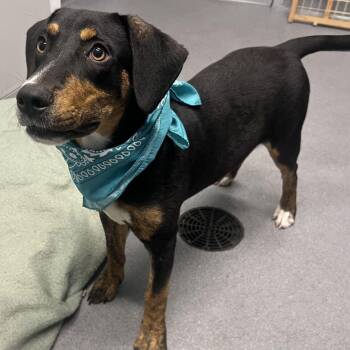 Sylvester -  Mixed Breed Dog for Adoption in Canal Winchester, Ohio - Sylvester | PetCurious