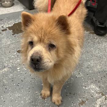 Gertrude -  Chow Chow Dog for Adoption in Saint Joseph, Missouri - Gertrude | PetCurious