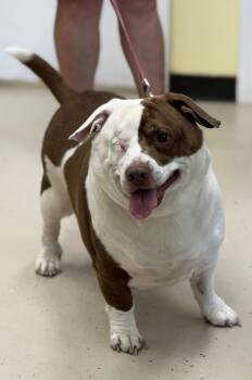 Chance -  Dachshund and Corgi Dog for Adoption in Pawleys Island, South Carolina - Chance | PetCurious