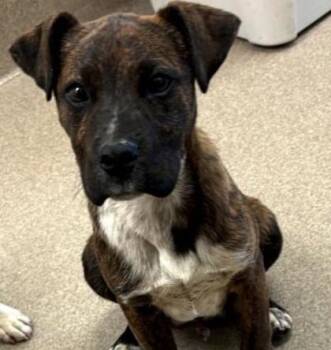 Mixed Breed Dogs Available for Adoption - Dark Opal | PetCurious