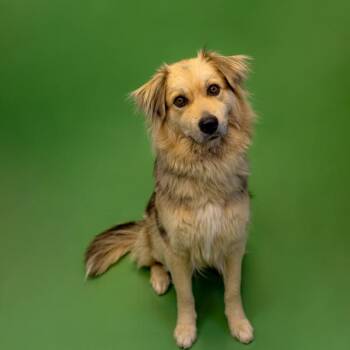 Shepherd Dogs Available for Adoption in Lawrenceville, Georgia - Pen 157 Bella | PetCurious