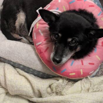 Doobie -  Dachshund and Chihuahua Dog for Adoption in Bountiful, Utah - Doobie | PetCurious