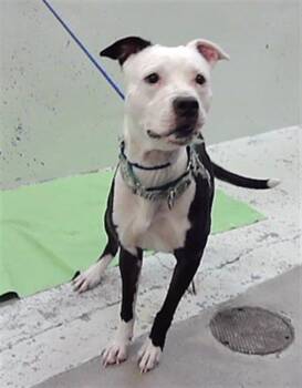 MUFFIN -  Staffordshire Bull Terrier Dog for Adoption in Houston, Texas - MUFFIN | PetCurious