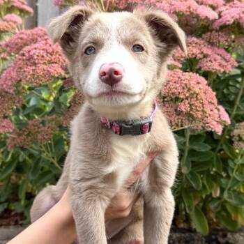 Oswego -  Mixed Breed Dog for Adoption in Portland, Oregon - Oswego | PetCurious