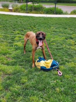 Zino -  Belgian Shepherd Malinois Dog Available for Adoption in Elk Grove, California - Zino | PetCurious