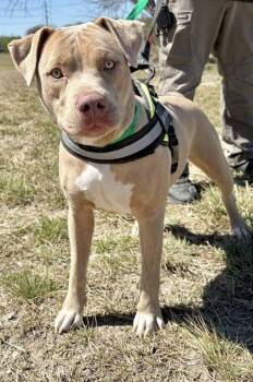 Pit Bull Terrier Dogs Available for Adoption in Eagle, Idaho - Mellow *Courtesy Post. Out Of Town Pet. See Below For Details* | PetCurious