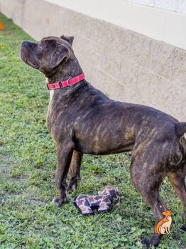 Styles -  Pit Bull Terrier Dog for Adoption in Roanoke, Virginia - Styles | PetCurious