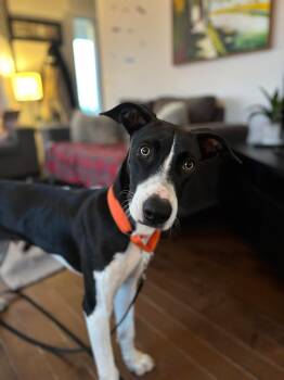 Rescue Greyhound and Whippet Dogs for Adoption in Head Of Saint Margarets Bay, Nova Scotia - Omni | PetCurious