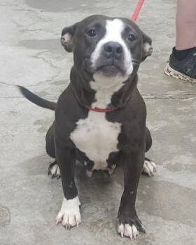 261416  Macaroon -  Pit Bull Terrier and American Bulldog Dog for Adoption in Wetumpka, Alabama - 261416  Macaroon | PetCurious