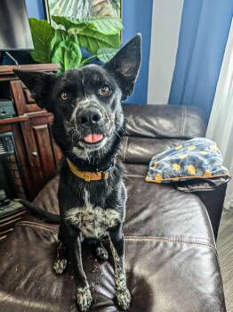 Rescue Border Collie and Australian Cattle Dog Blue Heeler Dogs for Adoption in Pasco, Washington - Josie | PetCurious