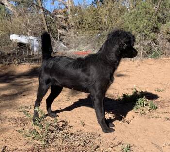 Rescue Terrier and Chihuahua Dogs for Adoption in Chinle, Arizona - Nyx | PetCurious