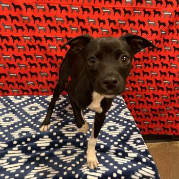Timmy -  Terrier Dog for Adoption in Washburn, Missouri - Timmy | PetCurious
