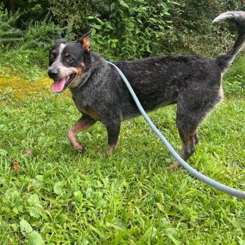 Honey -  Australian Cattle Dog Blue Heeler Dog for Adoption in Jacksboro, Tennessee - Honey | PetCurious
