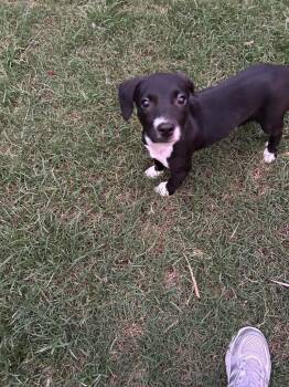 Dottie -  Labrador Retriever Dog for Adoption in Carmel Hamlet, New York - Dottie | PetCurious