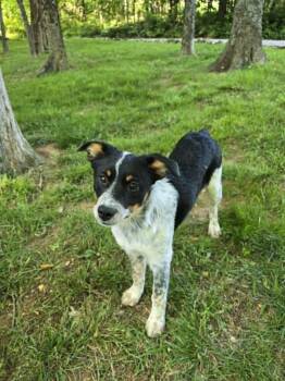 Pato #5251 -  Australian Cattle Dog Blue Heeler and Australian Shepherd Dog for Adoption in Ontario, California - Pato #5251 | PetCurious
