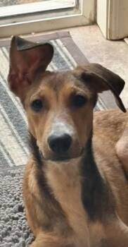 Hazel -  Collie Dog for Adoption in Denver, Colorado - Hazel | PetCurious
