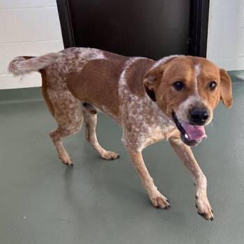SVAS-Stray-39425 -  Cattle Dog and Labrador Retriever Dog for Adoption in Lyndhurst, Virginia - SVAS-Stray-39425 | PetCurious
