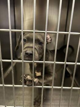 Bugs Bunny -  Pit Bull Terrier Dog for Adoption in Mobile, Alabama - Bugs Bunny | PetCurious