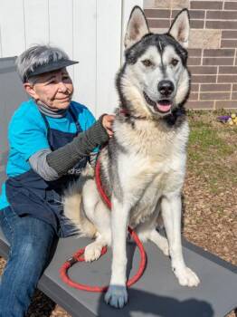 Mixed Breed Dogs Available for Adoption in Chamblee, Georgia - Good Boy | PetCurious
