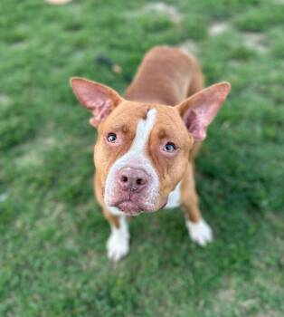 Diesel -  Pit Bull Terrier Dog for Adoption in Evansville, Indiana - Diesel | PetCurious