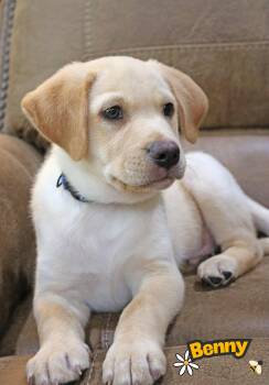 Bennie Bug -  Labrador Retriever Dog for Adoption in South Kingstown, Rhode Island - Bennie Bug | PetCurious