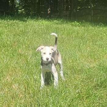 Naya -  Mixed Breed Dog for Adoption in Alma, Wisconsin - Naya | PetCurious