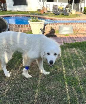 Great Pyrenees Dogs Available for Adoption - Bella Summer SAT | PetCurious