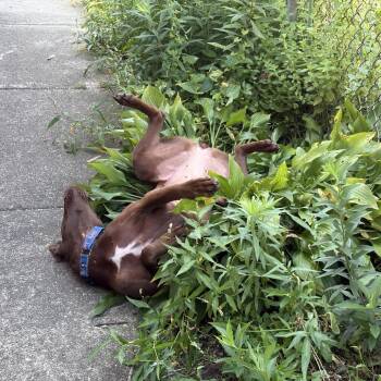 Lucy -  Labrador Retriever and Mixed Breed Dog for Adoption in Chicago, Illinois - Lucy | PetCurious