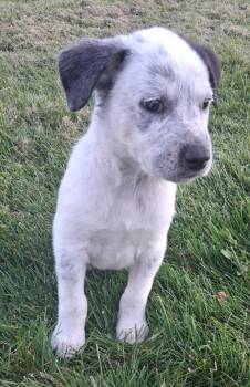 Lunar/6 -  Cattle Dog and German Shepherd Dog Dog for Adoption in Thompson Falls, Montana - Lunar/6 | PetCurious