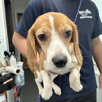 TKS4 - 9583 aka Daffodil -  Beagle Dog for Adoption in Loxahatchee Groves, Florida - TKS4 - 9583 Aka Daffodil | PetCurious