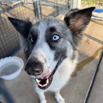 Jadis -  Husky Dog for Adoption in Lake Jackson, Texas - Jadis | PetCurious