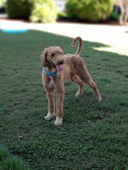 Puck -  Miniature Poodle and Golden Retriever Dog for Adoption in Coeur D