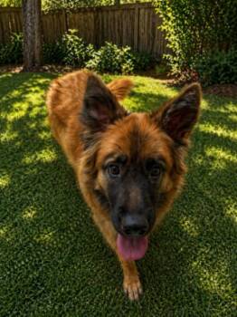 German Shepherd Dog Dogs Available for Adoption in Seattle, Washington - Logan | PetCurious