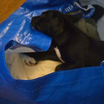 Black Labrador Retriever and Boxer Dogs Available for Adoption in Long Beach, California - Bullet | PetCurious