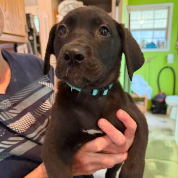 Flame (PUPPY) -  German Shepherd Dog and Black Labrador Retriever Dog for Adoption in Greeneville, Tennessee - Flame (PUPPY) | PetCurious