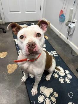 Pit Bull Terrier Dogs Available for Adoption in Munfordville, Kentucky - Nyx | PetCurious
