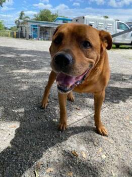 Beef - 1 -  Pit Bull Terrier and Mixed Breed Dog for Adoption in Daytona Beach, Florida - Beef - 1 | PetCurious